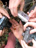 Paparazzi surrounding the Red and Green Poison Dart Frog. (Category:  Photography)