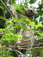 Three Toed Sloth (Category:  Photography)