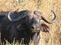 Cape Buffalo (Category:  Photography)