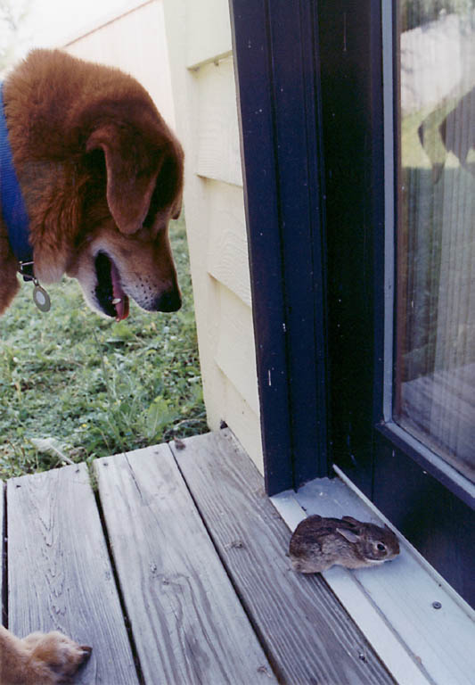 Mandel with a baby bunny in the back yard. (Category:  Residence)