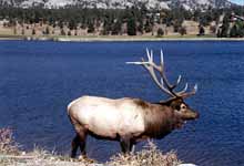 Big Elk in Rocky Mountain National Park with a scenic lake in the background. (Category:  Rock Climbing)