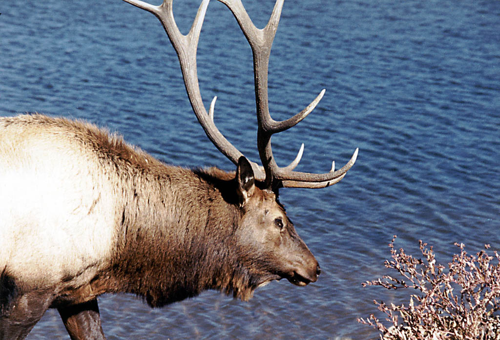 Elk again. (Category:  Rock Climbing)