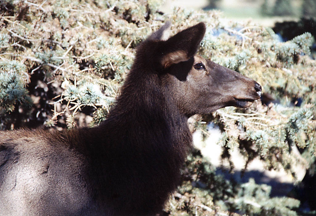 Younger elk from the herd. (Category:  Rock Climbing)