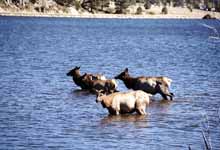 Bunch of elk in the lake. Notice that the one closest to the camera is pissing in the lake. Ick! Don't drink the water. (Category:  Rock Climbing)