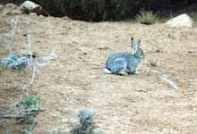 Bunny rabbit. (Category:  Rock Climbing)