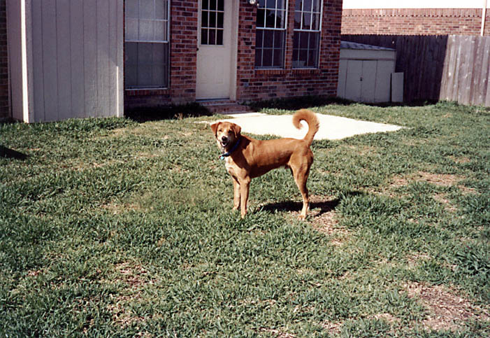Mandel in the back yard. (Category:  Dogs)