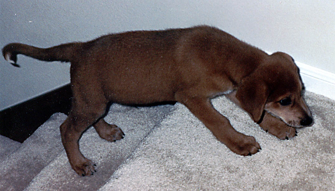 Mandel as a puppy. (Category:  Dogs)