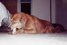 Mandel chewing on his bone. (Category:  Dogs)