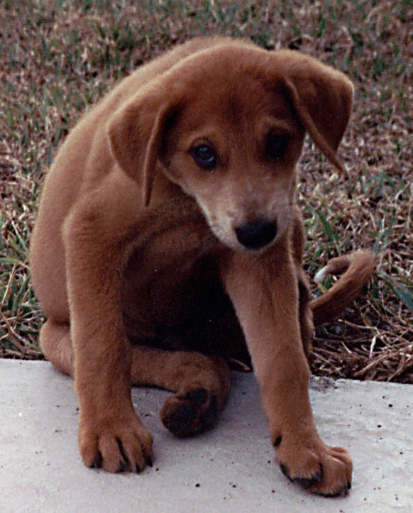Mandel as a puppy. (Category:  Dogs)