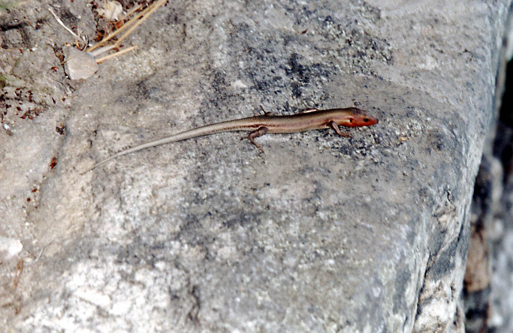 The skinks were really out these two days. (Category:  Rock Climbing)