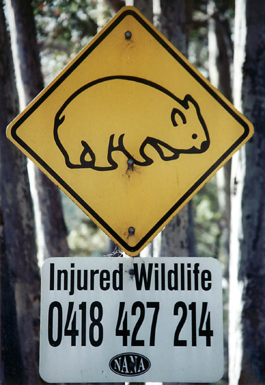 Wombat crossing. (Category:  Travel)