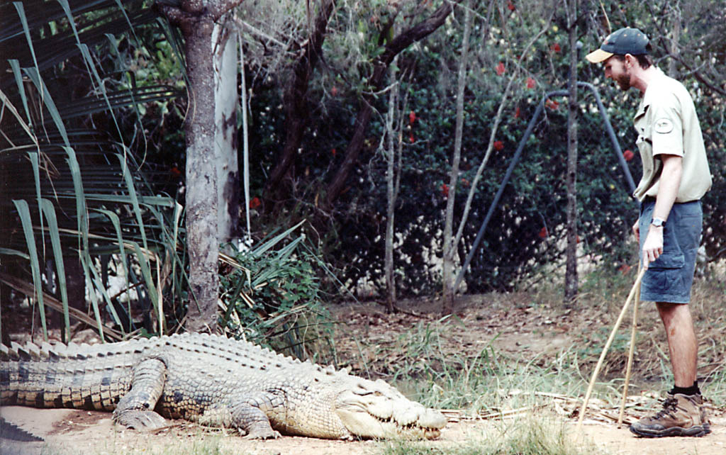 This is the Crocodile they named Snappy Tom.  He is 3.9m long and weighs 600kg (Category:  Travel)