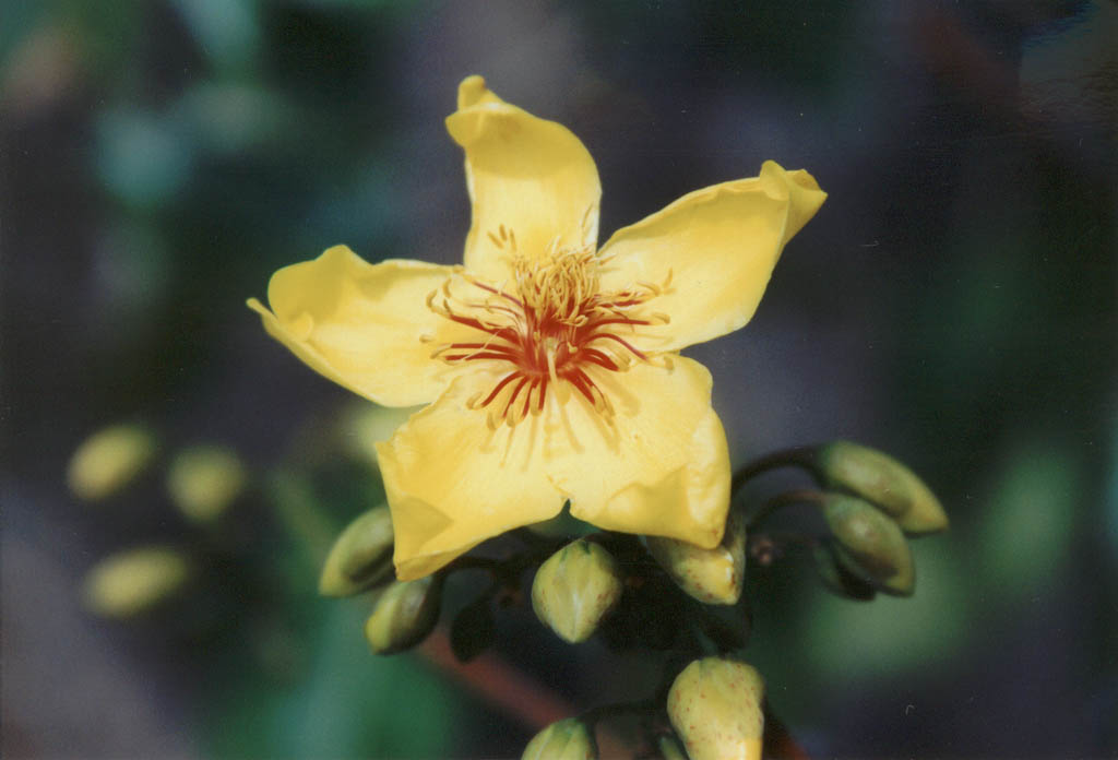 The yellow flower of the Kapoc tree. (Category:  Travel)