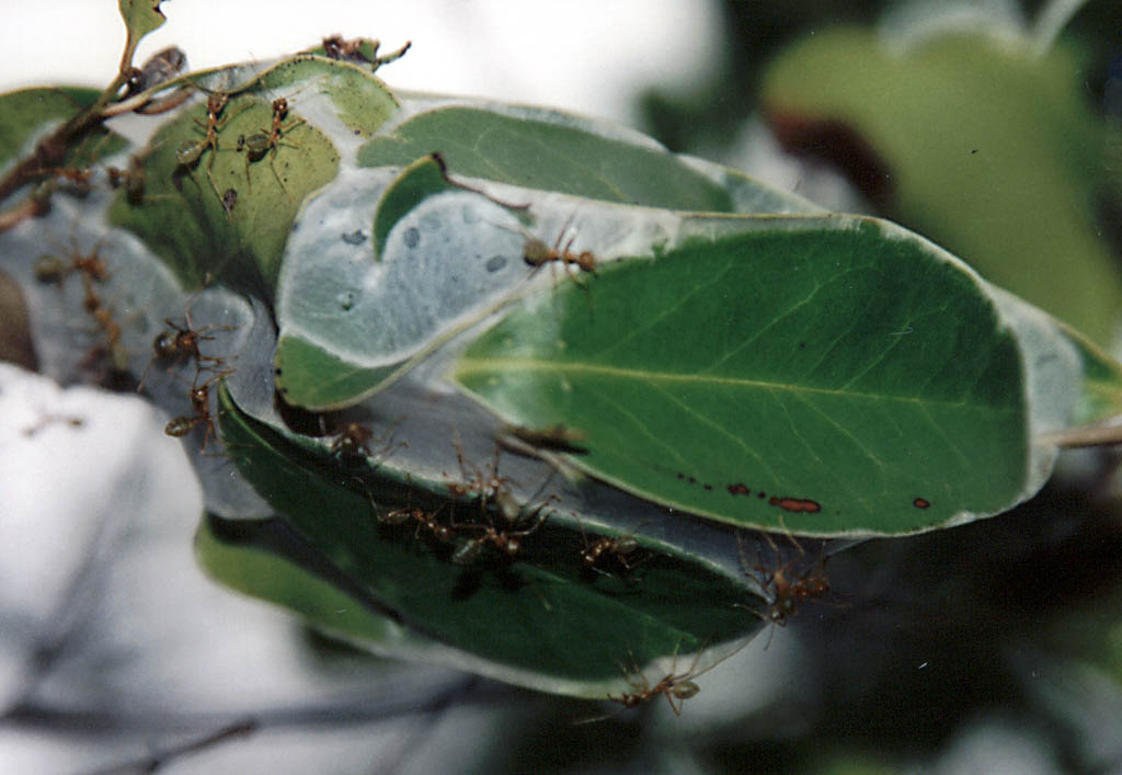 Green ants and their nest (Category:  Travel)