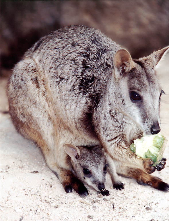 Rock Wallaby with baby in pouch. (Category:  Travel)