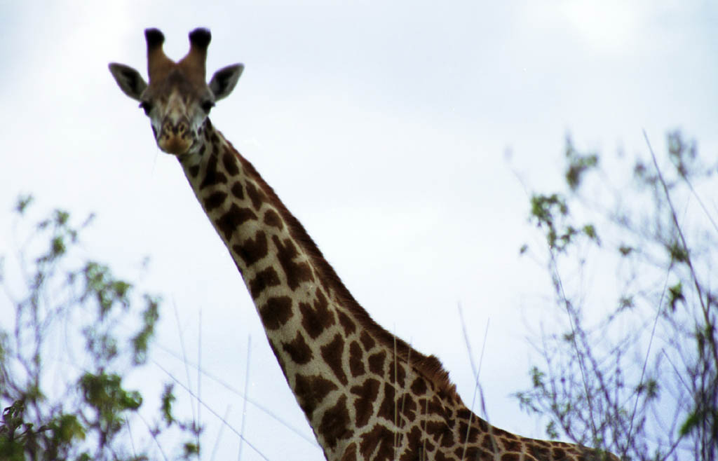 Giraffe (Category:  Travel)