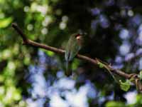 Bee Eater (Category:  Travel)