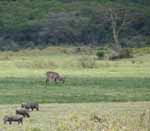 Warthogs and a Bushbuck(?) in the background. (Category:  Travel)