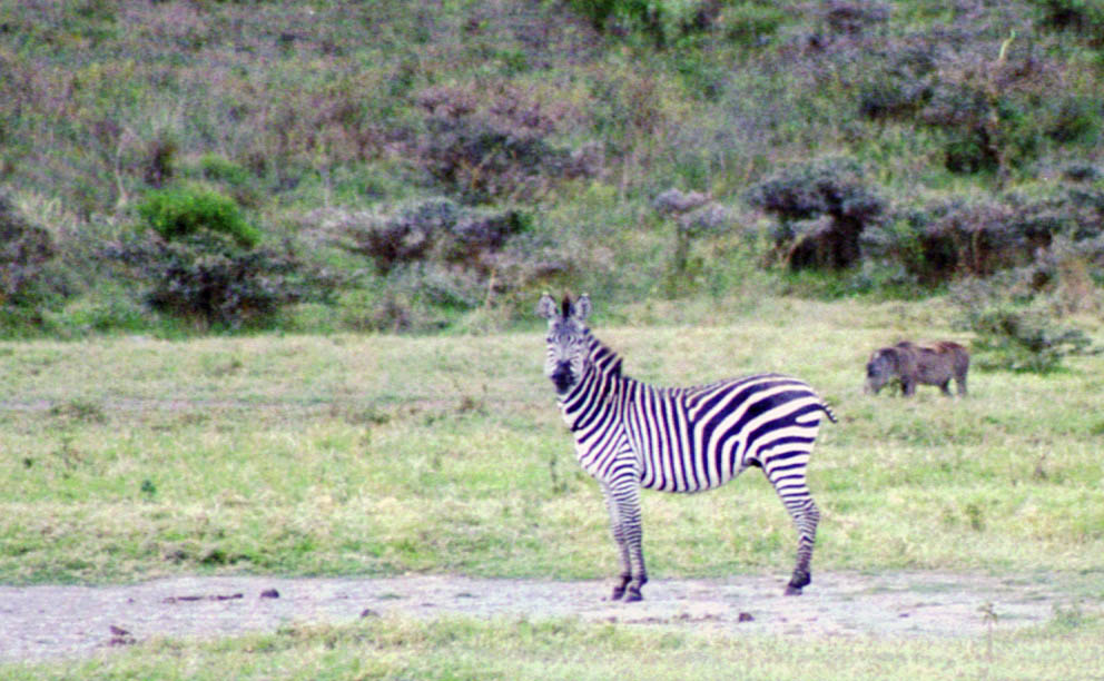 Zebra (Category:  Travel)