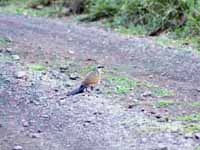 Unknown species of bird. (Category:  Travel)