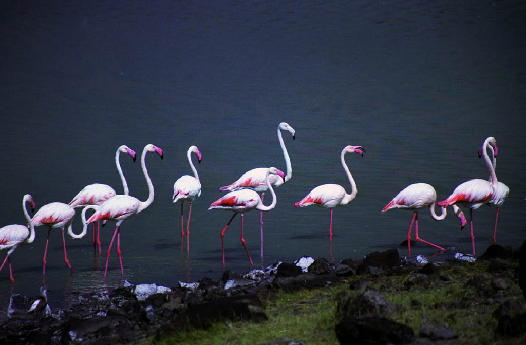 Flamingos (Category:  Travel)