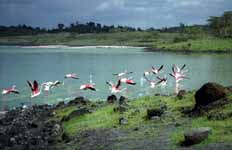 Flamingos (Category:  Travel)