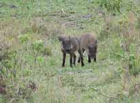 Young Warthogs (Category:  Travel)