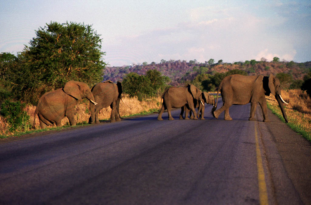 Elephant (Category:  Travel)