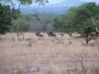 Wildebeest herd in the distance.  These were the best pictures I could get. (Category:  Travel)