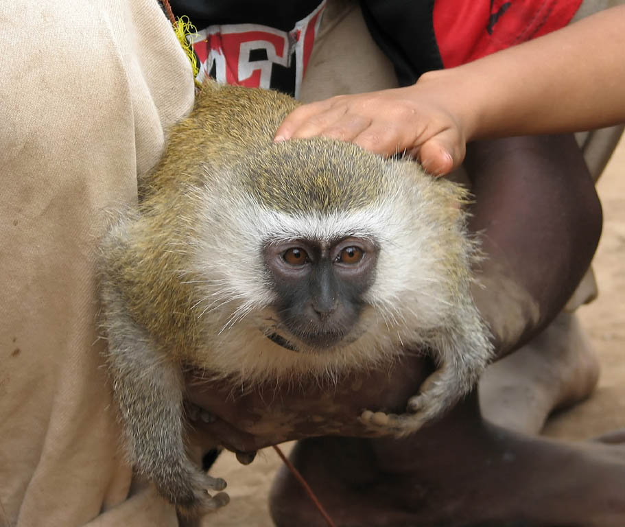 Vervet Monkey one of the town's children kept as a pet. (Category:  Travel)