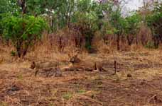 Young Lion and Mother Lion (Category:  Travel)