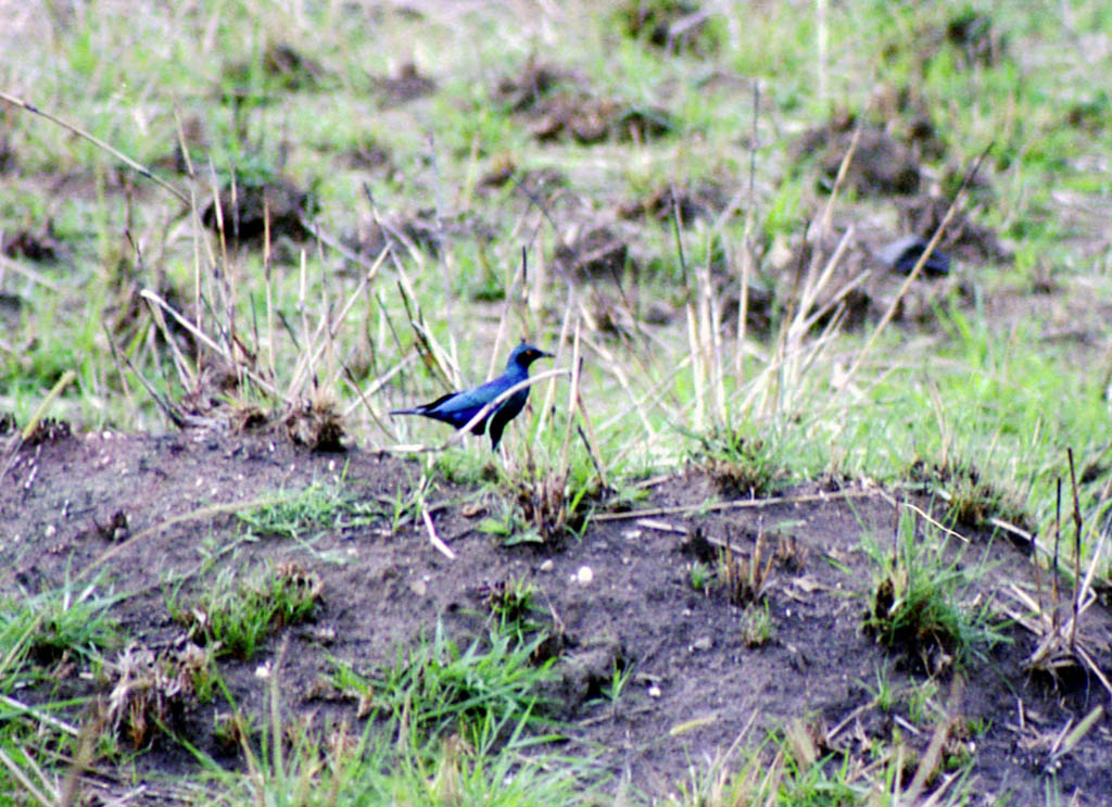 Iridescent Blue Bird (Category:  Travel)