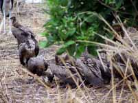 Vultures gathered around a carcass. (Category:  Travel)