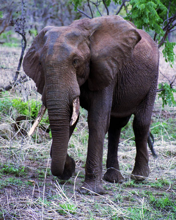 Elephant (Category:  Travel)