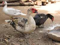 Ducks in the courtyard. (Category:  Travel)