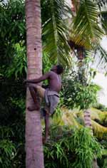 Young man heading up to collect coconuts. (Category:  Travel)