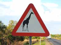 Giraffe crossing. (Category:  Travel)