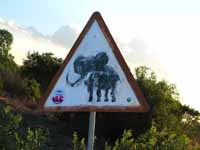 Elephant crossing. (Category:  Travel)