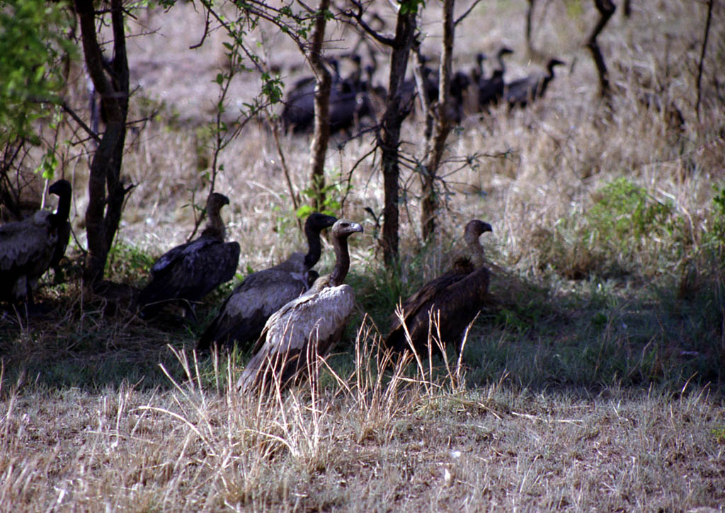Vultures (Category:  Travel)
