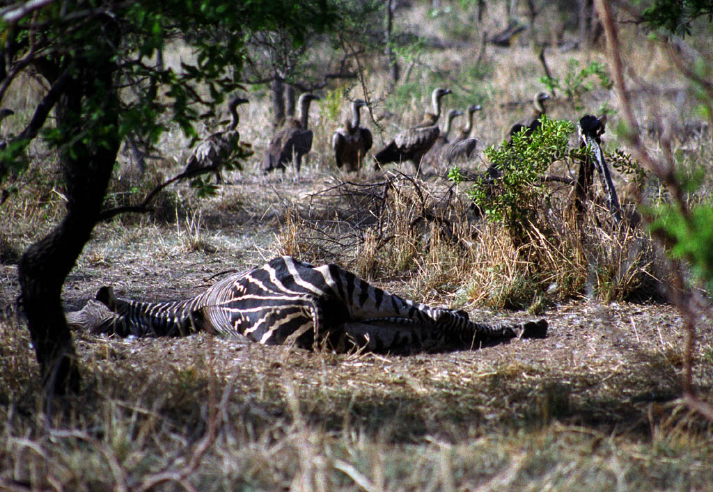 Dead Zebra surrounded by Vultures (Category:  Travel)
