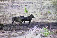 Warthogs (Category:  Travel)