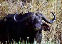 Cape Buffalo (Category:  Travel)