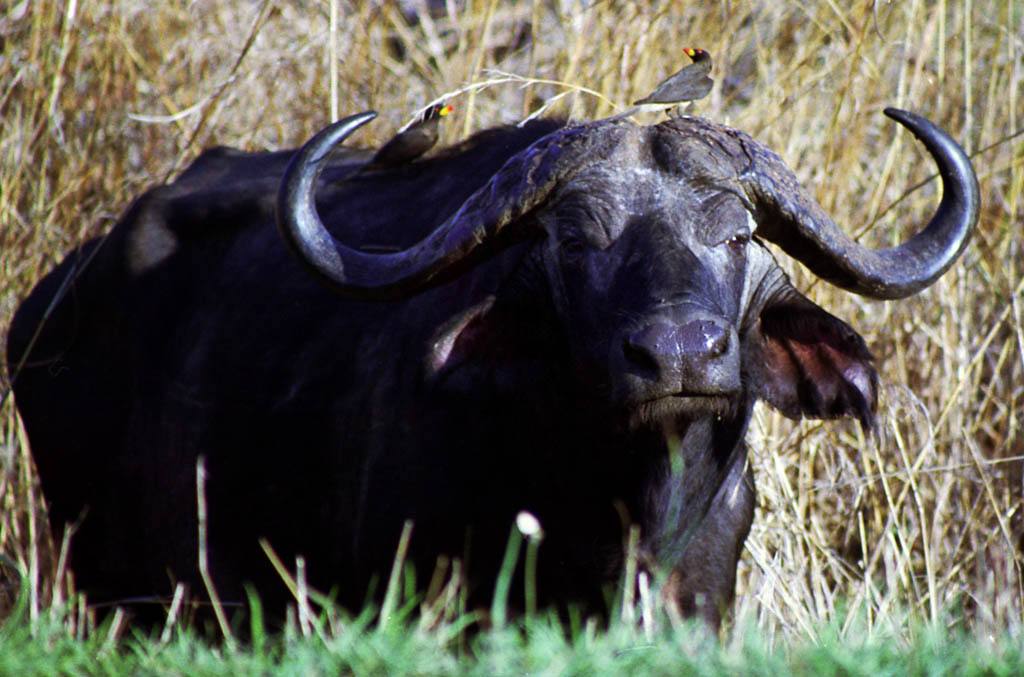 Cape Buffalo (Category:  Travel)