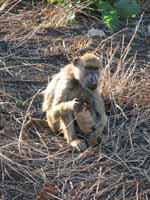 Baboon (Category:  Travel)