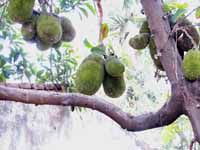 Jack Fruit, a sticky fruit with a sweet flavor reminiscent of bubble gum. (Category:  Travel)