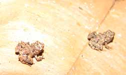 Tiny Frogs (Category:  Travel)