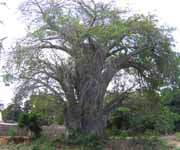 Baobab Tree.  With their huge trunks, these remind me of Ents. (Category:  Travel)