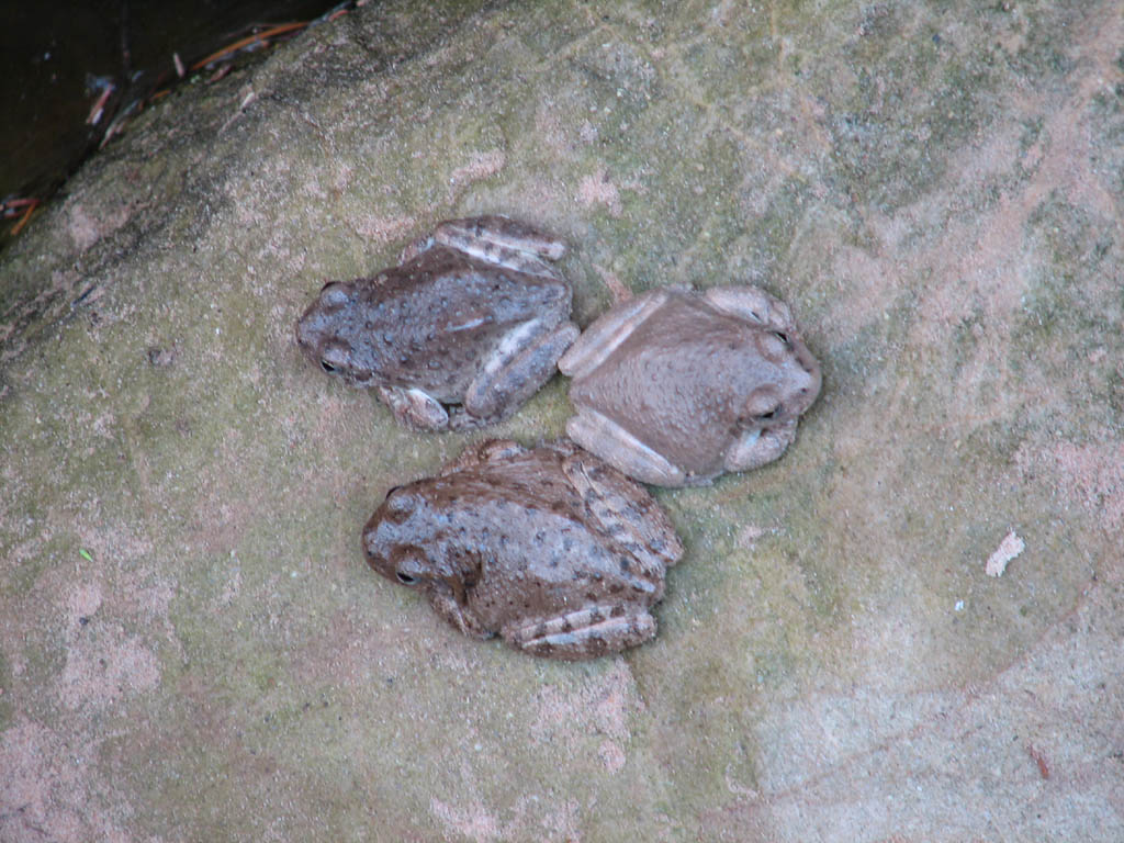 Three Frogs (Category:  Rock Climbing)