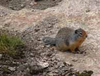 Ground Squirrel (I think).  The critters at Applebee were fat and happy. (Category:  Rock Climbing)