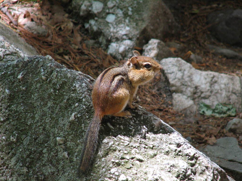 Cute chipmunk (Category:  Rock Climbing)